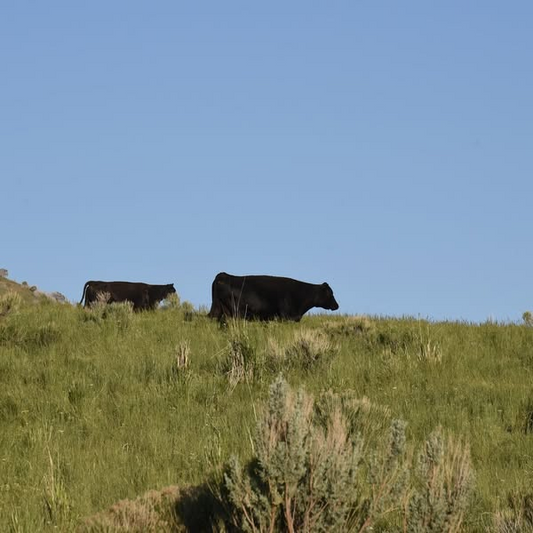 Not to brag, but our cattle 🐮are the happiest 😃 you’ll ever find!