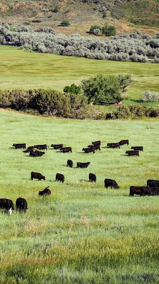 Beat Inflation – Lock in Your Beef Price Now!