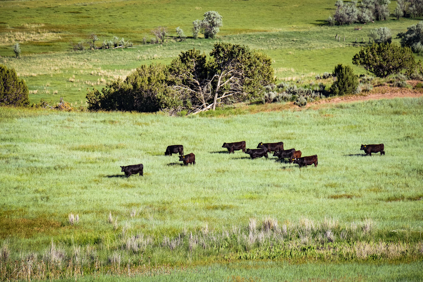 Half Angus Beef - Deposit