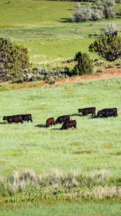 Whole Beef (Reserve with Deposit)