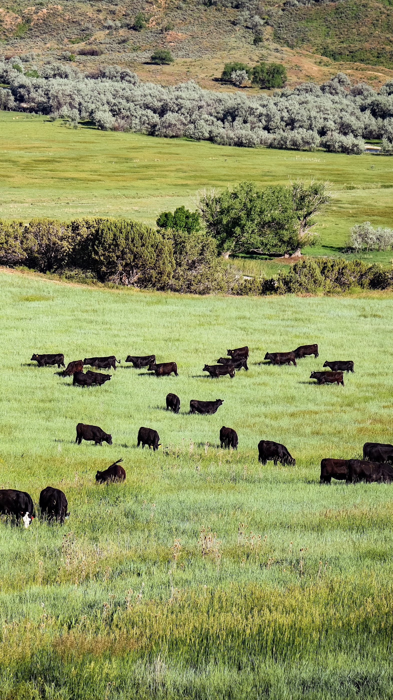 Bon View Angus Ranch Hoggan Ranch Angus Beef