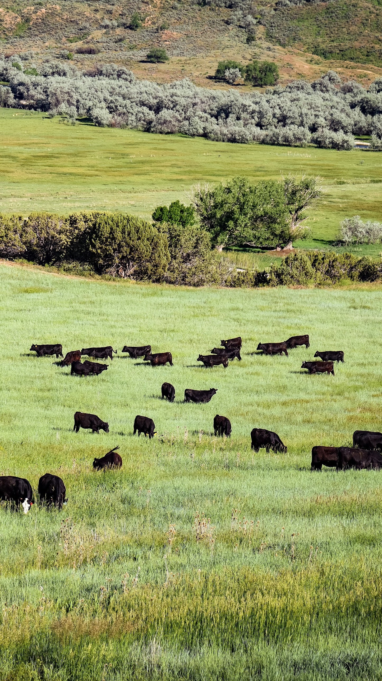 Half Angus Beef - Deposit