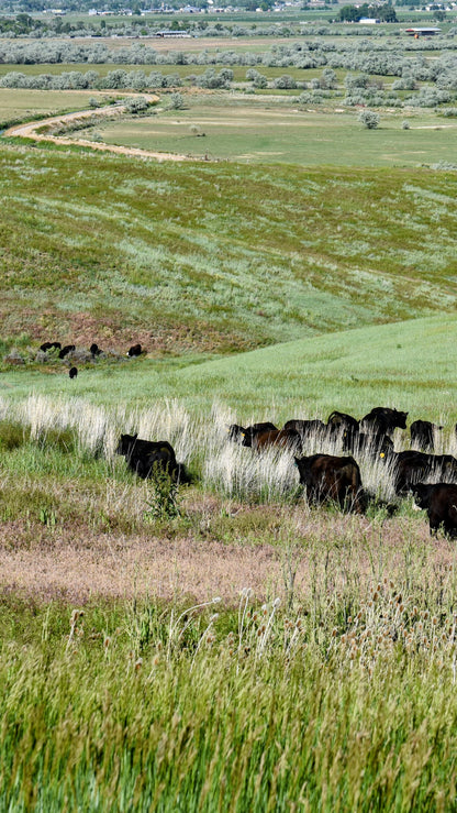 Whole Beef (Reserve with Deposit)