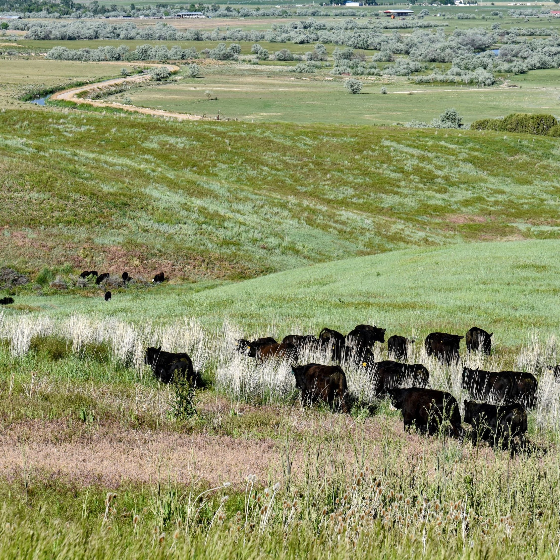 Hoggan Ranch Angus Beef