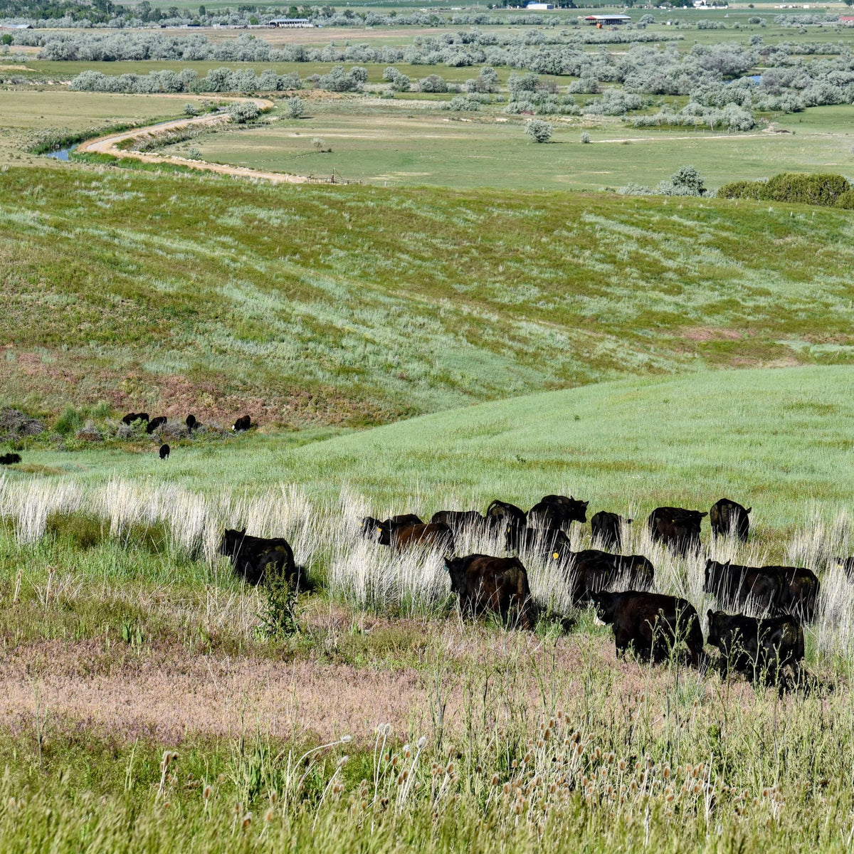 Bulk Beef for Sale (Whole, Half & Quarter Cow) | Hoggan Ranch